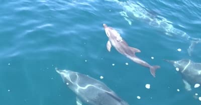 イルカの赤ちゃん 元気に泳ぐ　野生イルカの群れ　熊本・天草