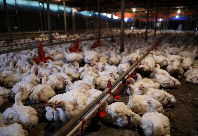 マレーシアが鶏肉輸出停止、シンガポールの国民的料理に打撃も
