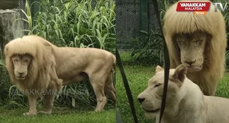 中国の動物園に「前髪ぱっつん」のライオン、誰切った？