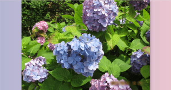 「アジサイ」の開花を発表　観測開始以来最も早い開花　岡山地方気象台