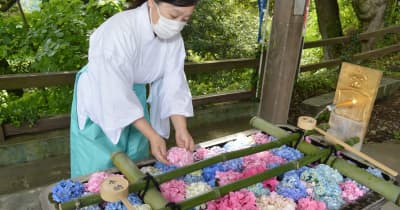涼しく華やかに　水盤に浮かぶ色とりどりのアジサイ　佐野・唐澤山神社