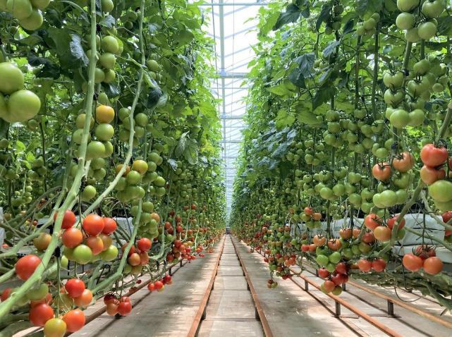 カゴメ、AIで生鮮トマト"数週間先"の収量予測システム
