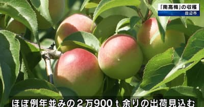 たわわに実った「南高梅」の収穫　全国有数の梅の産地・和歌山県田辺市