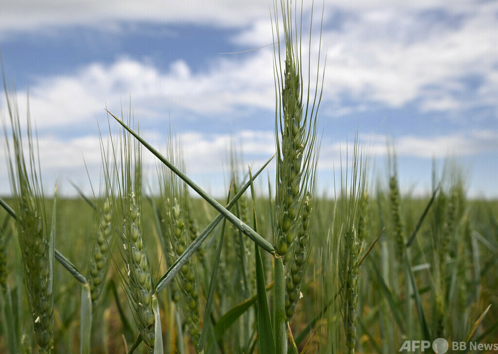 ウクライナからの穀物輸出「問題ない」 ロシア大統領