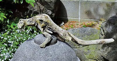 見た目が恐竜 変わった木片　相馬御風宅で展示　糸魚川市