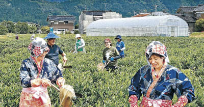 新芽の茶葉、刈り取り　富山県朝日町・横水　富山紅茶の会