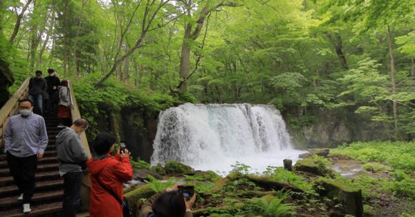 奥入瀬渓流、鮮やかな「緑の季節」　青森・十和田