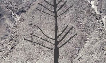 ナスカに新たな地上絵　植物か、長さ60メートル