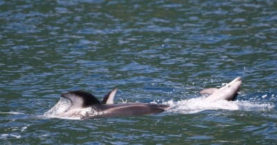 陸奥湾のカマイルカ　幼体への攻撃を初確認　雄、繁殖のため行動か