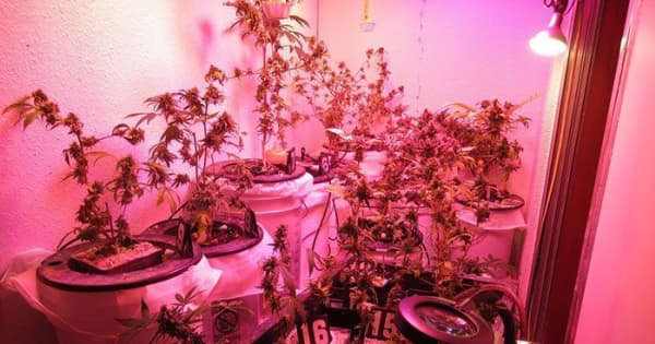大麻栽培容疑で米軍属の夫婦を再逮捕　自宅から乾燥大麻と大麻草の株見つかる　沖縄署