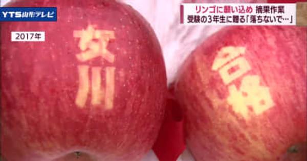 「合格祈願」リンゴの摘果作業 朝日町