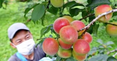 赤みさす「薩摩西郷梅」収穫ピーク　「梅ジュース、梅酒ソーダ割りは夏に最高」　さつま