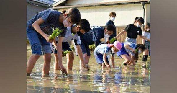 藍住町商工会の日本酒造り　地元の小学生が田植え