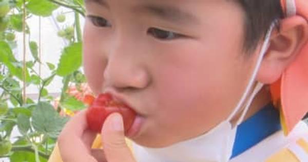 「あま～い！」　保育園児が地元中央市でミニトマトの収穫体験