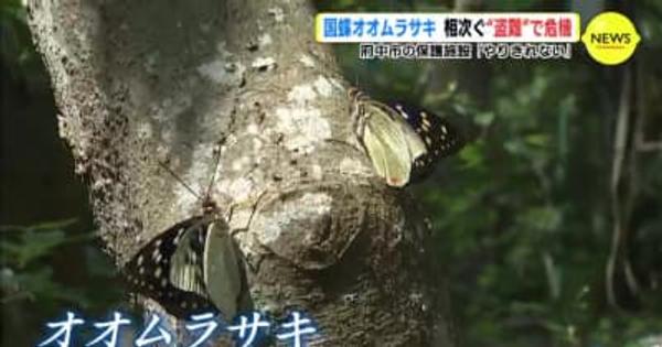 やりきれない国蝶オオムラサキが危機　サルだけでなく人までも　保護施設の怒り