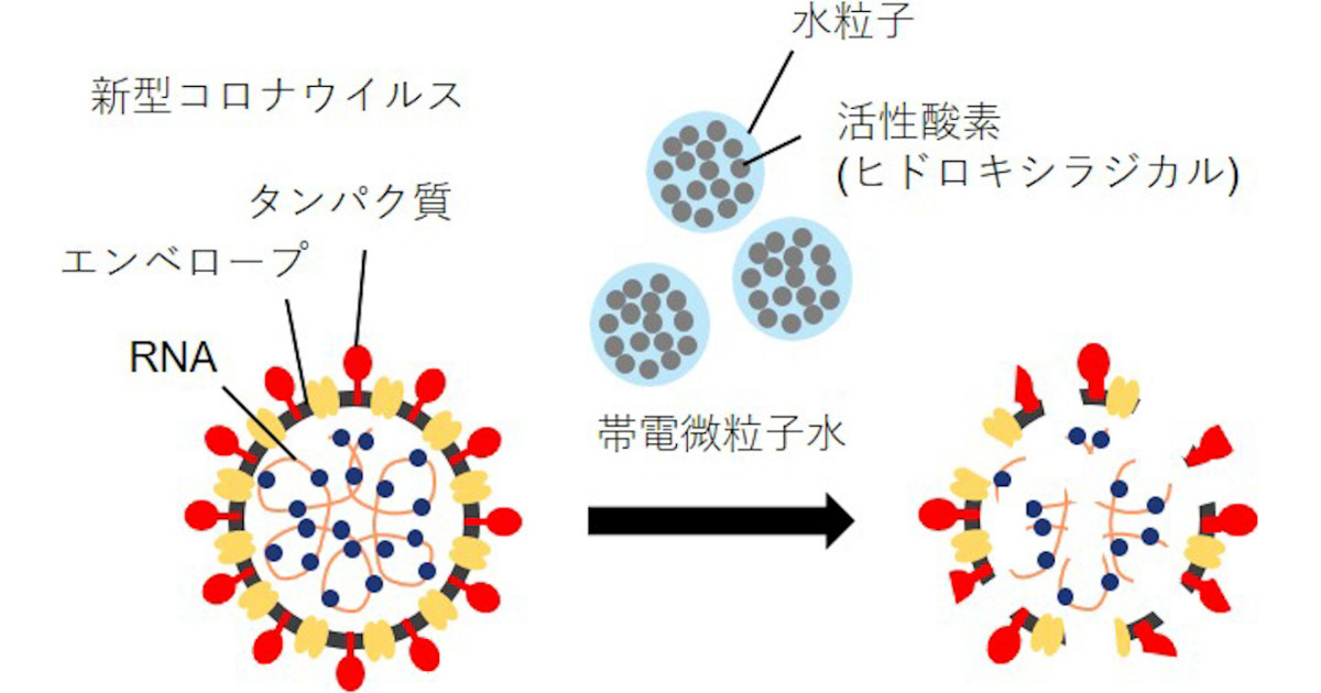 大阪公立大、「帯電微粒子水」がSARS-CoV-2を不活化する機構の一端を解明