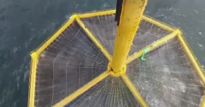 中国で養殖タイセイヨウサケが初水揚げ　深遠海養殖に新モデル