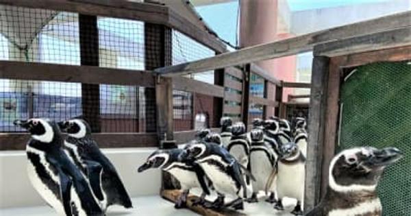 生きものスクール「ペンギン教室」、神戸市立須磨海浜水族園にて開催7月3日