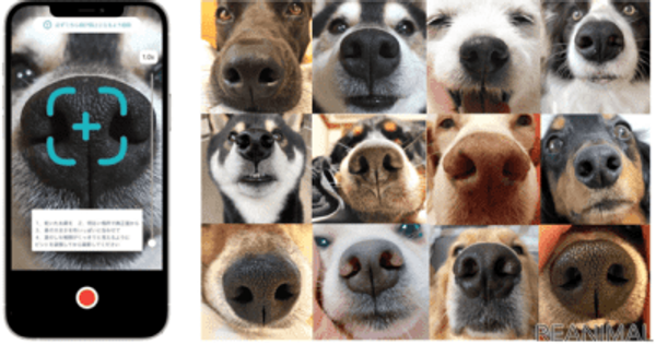 犬の「鼻紋」をAIが解析して個体識別、新型アプリがリリース
