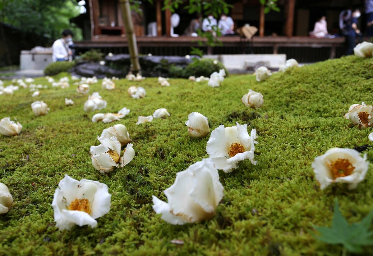 平家物語にも登場「沙羅双樹の花」ナツツバキ　京都・妙心寺東林院で見頃