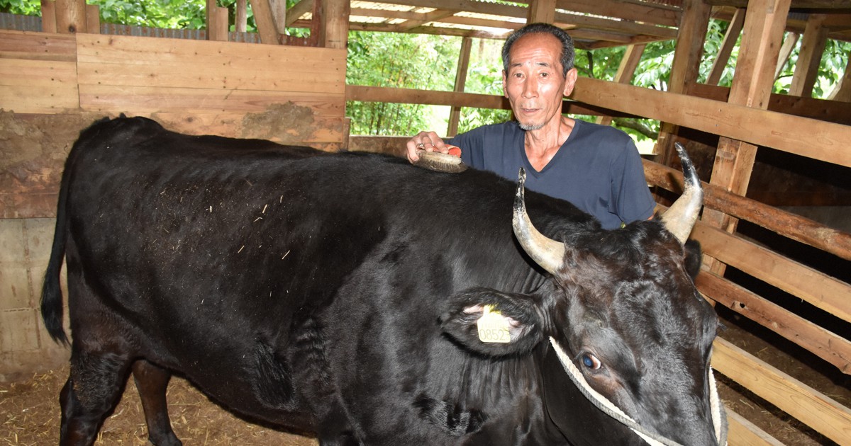 唯一の「特産松阪牛」農家、松阪市が支援へ　「何としても残す」