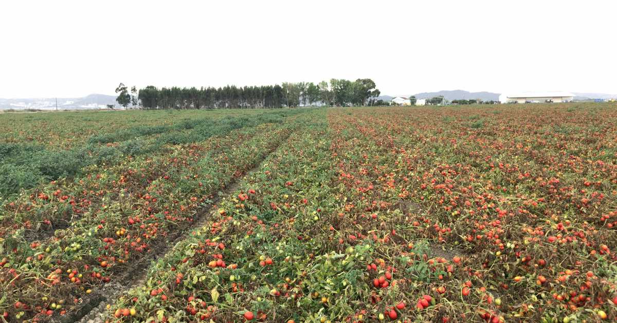 ＡＩ活用で加工用トマトの営農支援　カゴメとＮＥＣ、ポルトガルに合弁会社設立へ