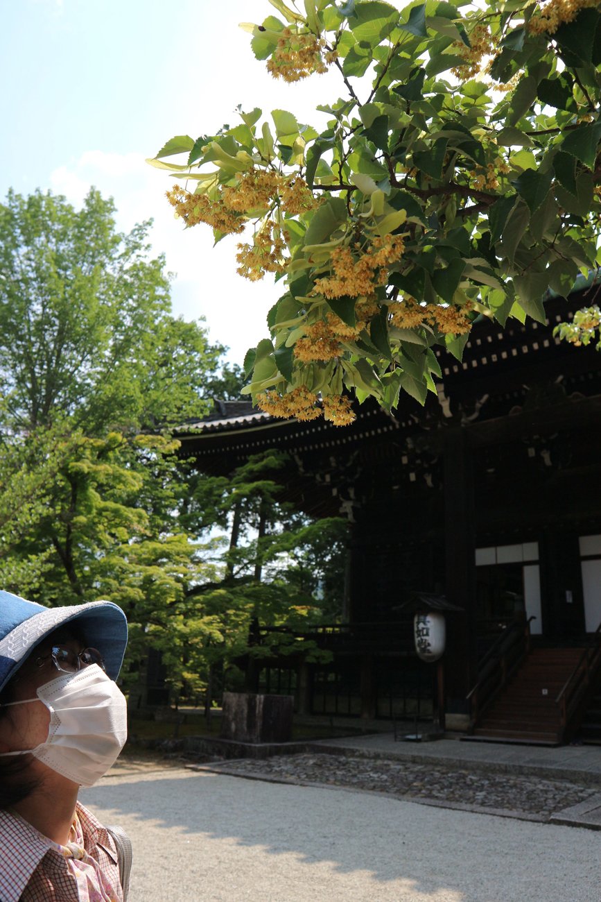 淡黄色の花、甘い香り　樹齢250年「菩提樹」の花　京都の真如堂