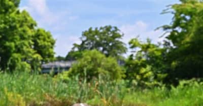 〝モネの睡蓮〟梅雨晴れに咲き誇る　熊本市・坪井川緑地北側の人工池