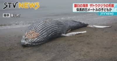 【漂着】北海道・羅臼町の海岸にザトウクジラ　「北海道ではかなり珍しい種類」過去に記録なし