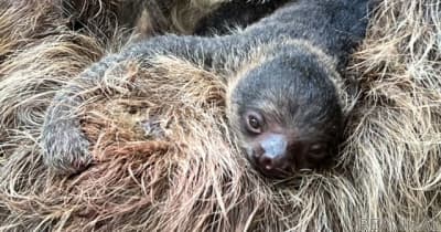 フタユビナマケモノの赤ちゃんが誕生、お母さんにしがみついてすくすく成長伊豆シャボテン動物公園