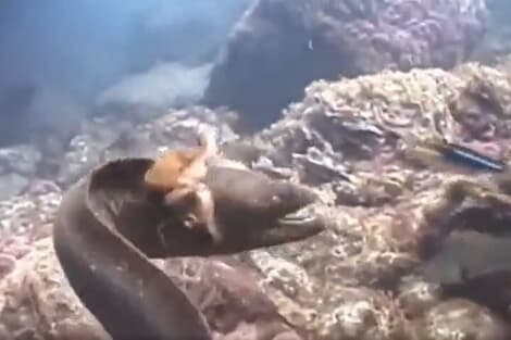 【動画】「海のロデオだ！」 激しく暴れるウツボを、タコが見事に「乗りこなす」