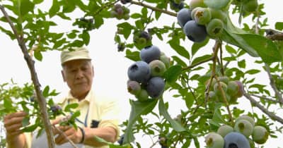ベリーグッドな大粒　益子でブルーベリー収穫【動画】