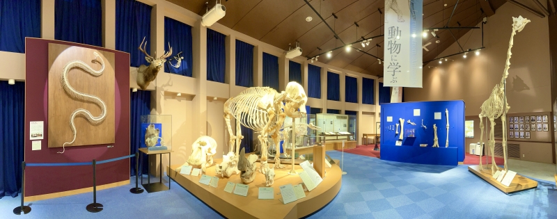 自宅でアジアゾウの骨格を鑑賞できる、麻布大が「バーチャル博物館」開館