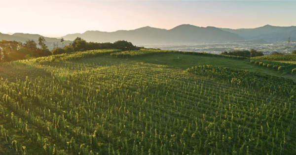 日本ワインを牽引する「千曲川ワインバレー」が生み出すサスティナブルなワイン産業とは？