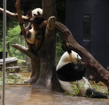 双子パンダ、1歳おめでとう　上野動物園で祝う会