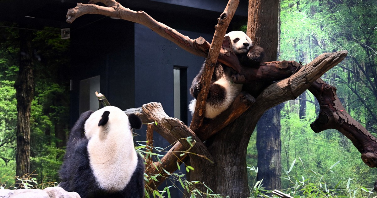 上野動物園の双子パンダ、シャオシャオとレイレイ　1歳のお祝い