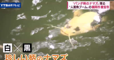 人面魚の寺に“パンダナマズ” 山形・鶴岡 (YBC山形放送)