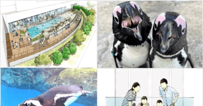 仙台うみの杜水族館、ケープペンギンの新施設をオープン7月15日