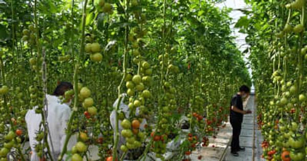 「寅福」北海道工場はトマトの森　全自動管理、土使わず栽培　青森・むつ市に進出計画