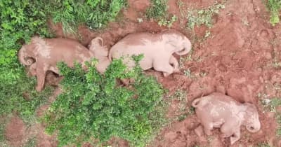 子ゾウもぐっすり、昼寝するアジアゾウの群れ　雲南省