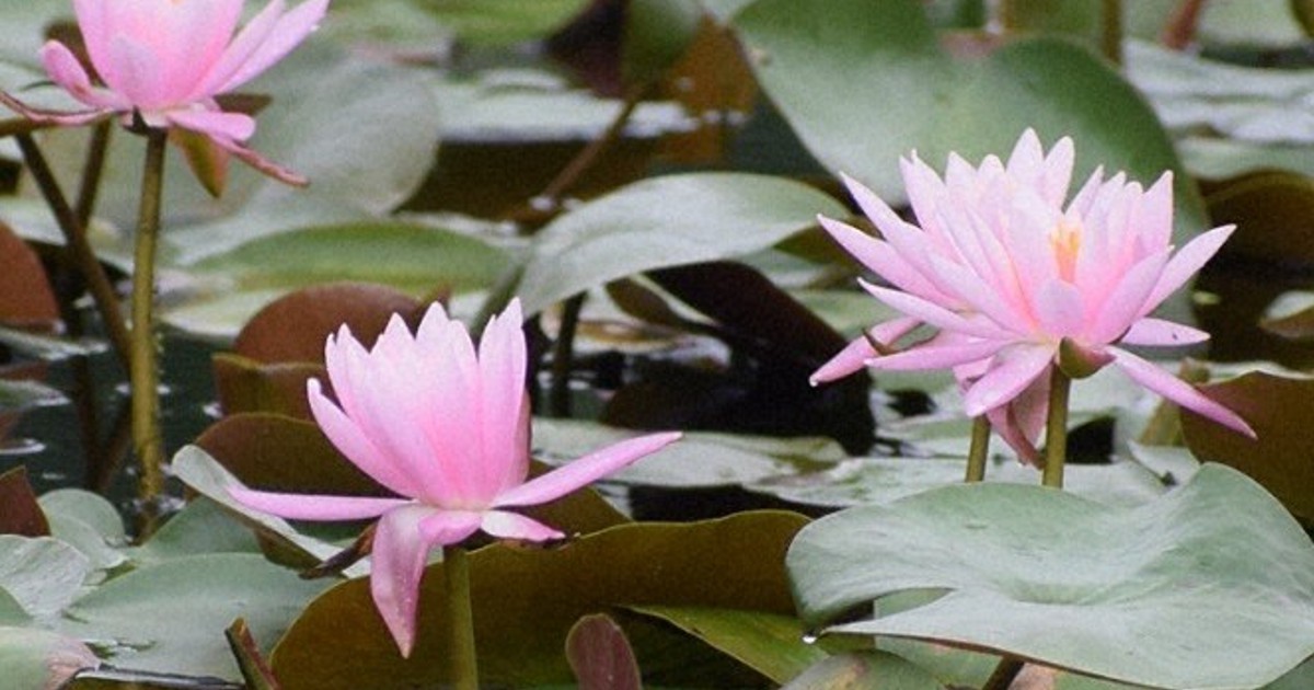 梅雨空に映えるピンクと白　スイレン見ごろ　鹿児島の水生植物園