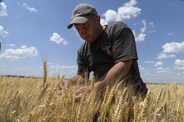 ウクライナ、穀物2000万トン滞留のなか収穫期に　輸出できず、貯蔵施設もなく