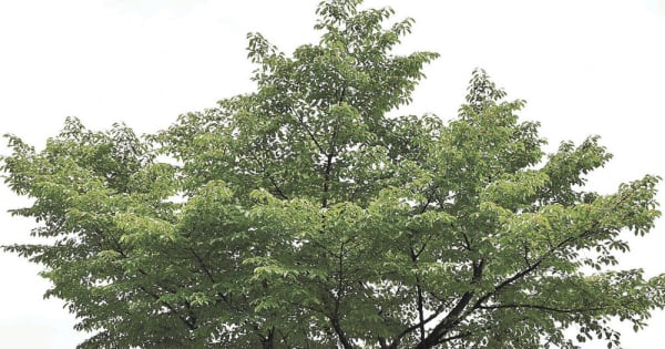 樹齢400年、カスミザクラの接ぎ木成功　鶴岡・松ケ岡開墾場