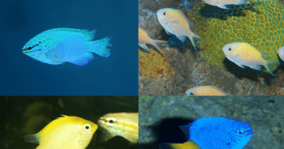 小さな輝きの新世海「きらめく珊瑚礁の魚たち」2022年7月9日(土)より新水槽オープン！