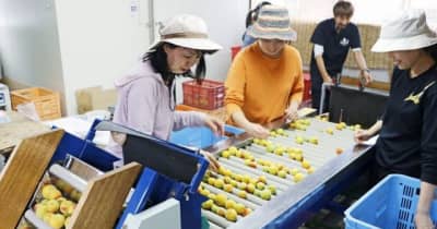 梅収穫に全国から応援団　和歌山県田辺市、「関係マップ」活用
