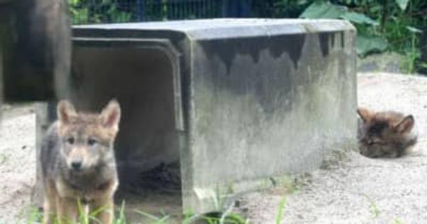 4月生まれのオオカミ五つ子 子どもらしさ、愛らしさ見るなら今　鹿児島市・平川動物公園