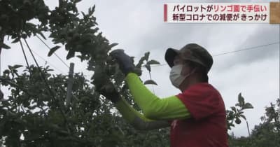 JALパイロットがリンゴ園で手伝い　新型コロナでの減便でボランティア活動