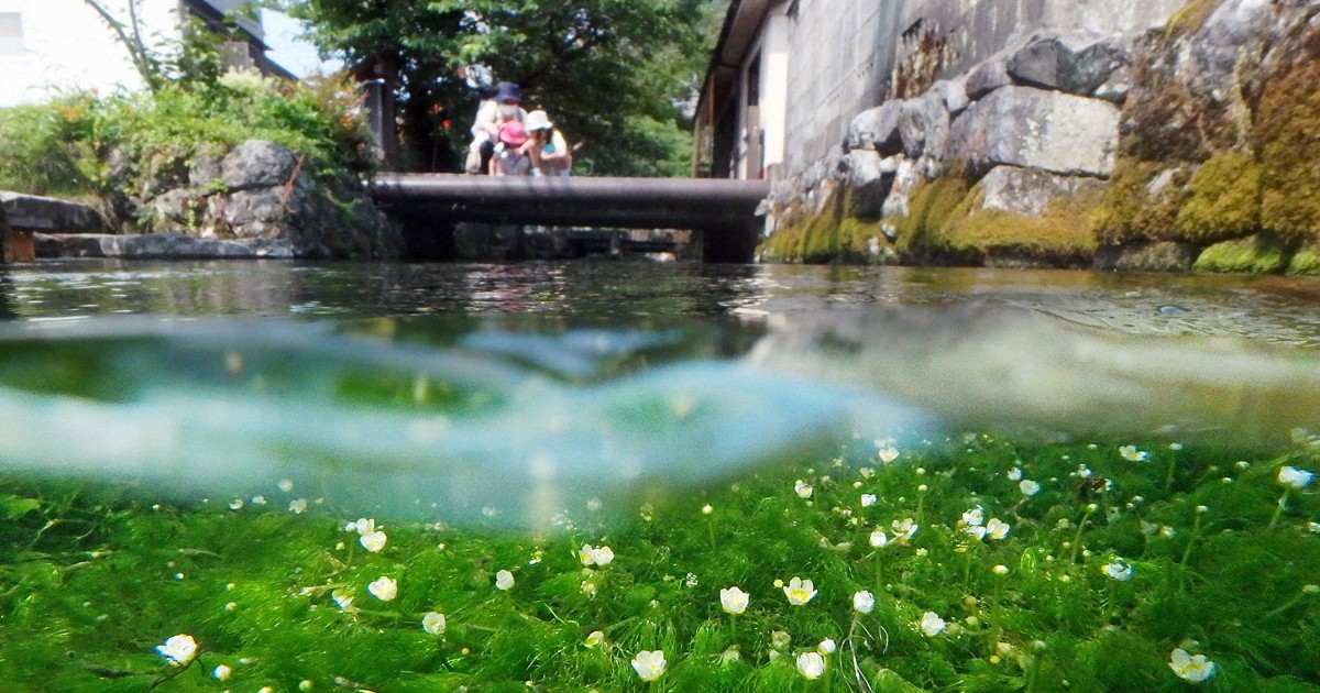 水中に「梅の花」　バイカモ見ごろ　滋賀・米原の地蔵川