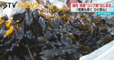 【浜に活気】日高コンブ漁始まる　漁師「ことしは成長も良くてひと安心」　北海道・浦河町