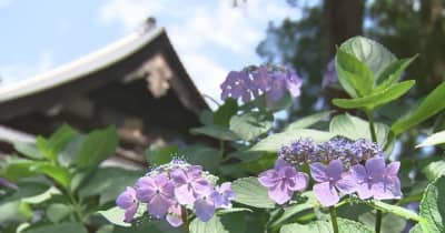 青やピンクのアジサイ　今年も境内を彩る　 富士川町・妙法寺